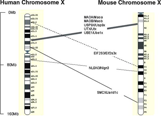Figure 1. Relative positions of genes discussed, where known orthologies exist on mouse and human X-chromosomes. Physical distances are shown as marked. Approximate mouse and human map positions from: Mouse Chromosome X Linkage Map with Human Orthologies, Mouse Genome Database (www.informatics.jax.org), database update 18/01/2005 MGI3.1. Confirmatory positions from Ensembl (www.ensembl.org) release 27.35a.1 updated 14/01/2004 (human) and 27.33c.1 (mouse). Images adapted from Ensembl.