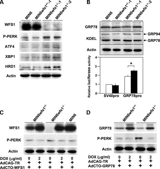 Figure 2. Increased UPR and its reversal by expression of WFS1 or GRP78 in an SV40 transformed wfs 1-deficient β-cell line (MIN6wfs1 −/− ). ( A ) Expression of UPR-related proteins in various MIN6 cell lines. MIN6, MIN6wfs1 +/− −1, MIN6wfs1 −/− −1 and MIN6wfs1 −/− −2 cells were lysed and probed with the indicated antibodies. Data shown are representative of at least three experiments with different sets of samples. ( B ) Expressions of chaperone proteins in MIN6wfs1 −/− cells. (Upper panel) Cellular lysates were probed with anti-GRP78, anti-KDEL and anti-actin (loading control) antibodies. (Lower panel) MIN6wfs1 +/− (open columns) and MIN6wfs1 −/− (closed columns) cells were transiently transfected with the pGL3-promoter plasmid containing the SV40 promoter-luciferase (SV40pro: 0.5 µg) or pGRP78pro(−172)-Luc (GRP78pro: 0.5 µg) together with the reference plasmid pTK-RL (0.05 µg) encoding Renilla luciferase. Twenty-four hours after transfection, cellular lysates were subjected to luciferase assay. The luciferase activity of the pGL3-promoter in MIN6wfs1 +/− was defined as 1. The averages of three independent experiments, each performed in duplicate, are presented. * P <0.05, n =3. ( C ) Suppression of PERK phosphorylation by WFS1 re-expression in MIN6wfs1 −/− cells. Cells were infected with AdCAG-TR expressing Tet-repressor and AdCTO-WFS1 harboring WFS1 cDNA. WFS1 expression was induced by 48 h doxycycline (DOX, 2 µg/ml) treatment. The experiment was repeated three times and similar results were obtained. ( D ) Suppression of PERK phosphorylation by GRP78 overexpression in MIN6wfs1 −/− cells. Human GRP78 expression was induced by 48 h DOX treatment. The experiment was repeated four times and similar results were obtained. 