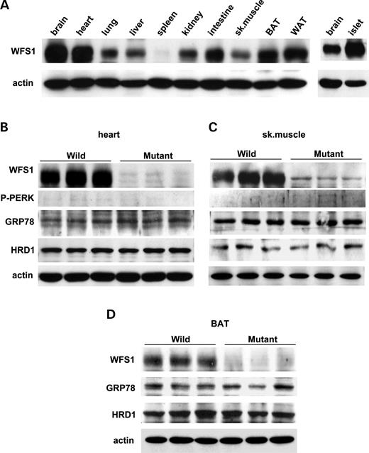 Figure 3. No UPR changes in heart, skeletal muscle or brown adipose tissue from wfs1 -deficient mice. ( A ) WFS1 protein distribution in mice. Approximately, 100 µg of protein from wild-type mouse tissues were analyzed for the presence of WFS1 protein. BAT, brown adipose tissue; WAT, white adipose tissue. ( B – D ) UPR activation was not observed in heart (B), skeletal muscle (C) or BAT (D) from wfs1 -deficient mice. The western blot data shown are representative of two experiments, each performed using three mice of each genotype. 