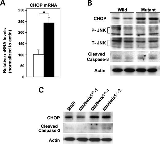 Figure 4. Activation of apoptosis signaling in wfs1 -deficient islets and MIN6 cells. ( A ) Real-time RT–PCR analysis of CHOP mRNA in wild-type (open column) and wfs1 -deficient (closed column) islets. Relative mRNA levels were obtained after normalization to actin mRNA. * P <0.05, n =6. ( B ) Western blot analysis of apoptosis signaling proteins in wfs1 -deficient islets. Lysates of islets were probed with the indicated antibodies: P-JNK, phospho-JNK; T-JNK, total-JNK. Data shown are representative of three experiments with different sets of samples. ( C ) Increased expression of CHOP and cleaved caspase-3 in wfs1 -deficient MIN6 cells. Lysates of MIN6 cell derivatives were probed with the indicated antibodies. Data shown are representative of three experiments. 