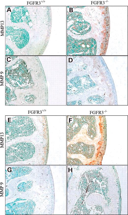 Figure 5. Immunochemical staining for MMP13 and MMP9 in Fgfr3+/+ and Fgfr3−/− mice. The humerus of Fgfr+/+ and Fgfr3−/− mice at 4 months (A–D) and 9 months (E–H) of age were decalcified, embedded in paraffin and immunostained with antisera that recognizes MMP13 (A, B, E and F) or MMP9 (C, D, G and H). Whereas MMP13 expression increased over time in both genetic strains, the staining was far more intense in Fgfr3−/− mice. Little difference was seen in MMP9 expression between Fgfr+/+ and Fgfr3−/−.