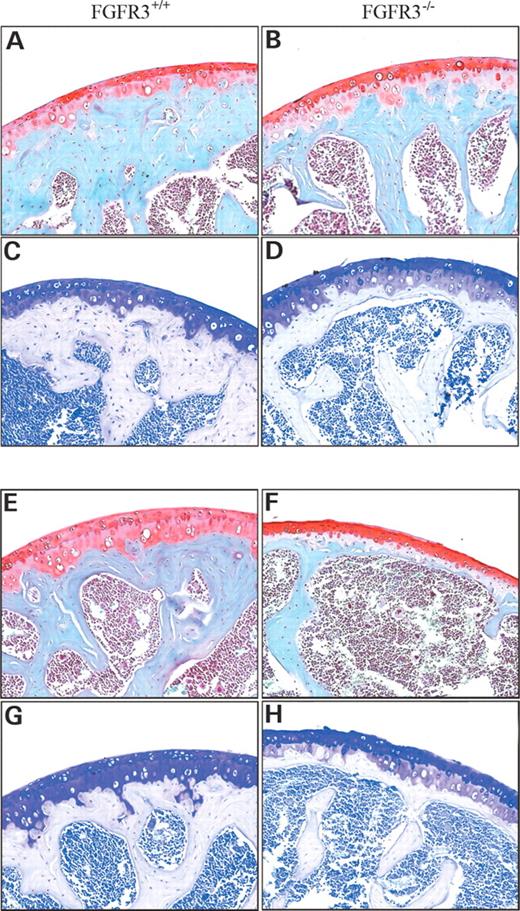 Figure 6. Identification of uncalcified cartilage in the humerus of Fgfr3+/+ and Fgfr3−/− mice. Specimens were prepared in the same manner as for Figure 5 and stained with Safranin-O (A, B, E and F) or Toluidine blue (C, D, G and H) to measure the depth of un-mineralized cartilage at the articular surface. Whereas the depth of un-mineralized cartilage appeared greater in Fgfr3−/− mice compared with Fgfr+/+, there was significantly less sub-chondral bone in the mutant mice at both ages.