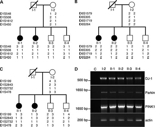 Figure 2. Haplotype and expression analysis of DJ-1, parkin and PINK1. Haplotype analysis of DJ-1 (A), parkin (B) and PINK1 (C) in the family was performed with four selected STR markers for each gene. STR markers used in these experiments are (from top to bottom) D1S548-D1S508-D1S1612-D1S450 (DJ-1), D6S1579-D6S305-D6S1719-D6S264 (parkin) and D1S199-D1S2843-D1S2732-D1S478 (PINK1). (D) Expression of DJ-1, parkin and PINK1 by individuals in the family. Coding sequences of DJ-1, parkin and PINK1 were RT–PCR amplified from lymphocyte RNAs of each individual. An actin cDNA fragment (template quantity control) and a negative control without cDNA templates (C) were included in experiments. Note: a single transcript for each of DJ-1, parkin and PINK1 genes was detected.