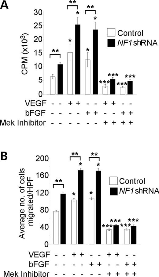 Figure 2. Effect of decreased neurofibromin expression on the proliferation and migration of human ECs in response to 25 ng/ml VEGF or 50 ng/ml bFGF. (A) Proliferation of HMVECs transduced with NF1 shRNA (closed bars) or control shRNA (open bars) in response to VEGF or bFGF in the presence or absence of 50 µm PD98059 (CPM, 3H thymidine counts per minute). *P<0.03 for HMVECs transduced with control or NF1 shRNA stimulated with bFGF or VEGF versus non-stimulated HMVECs; **P<0.02 for HMVECs transduced with NF1 shRNA versus HMVECs transduced with the control shRNA in the absence of growth factor stimulation and in response to bFGF or VEGF; ***P<0.001 for HMVECs transduced with control or NF1 shRNA stimulated with bFGF or VEGF in the presence of PD98059 versus HMVECs transduced with control or NF1 shRNA stimulated with bFGF or VEGF alone, respectively by a Student's paired t-test. (n=4). (B) Haptotaxis of HMVECs transduced with the NF1 or control shRNA in response to bFGF or VEGF in the presence or absence of 50 µm PD98059. Data represent the mean number of migrated cells per ten high power fields±SEM. *P<0.002 for HMVECs transduced with control or NF1 shRNA stimulated with bFGF or VEGF versus non-stimulated HMVECs; **P<0.01 for HMVECs transduced with NF1 shRNA versus HMVECs transduced with control shRNA in the absence of growth factors and in response to either bFGF or VEGF; ***P<0.01 for HMVECs transduced with control or NF1 shRNA stimulated with bFGF or VEGF in the presence of PD98059 versus HMVECs transduced with the control or NF1 shRNA stimulated with bFGF or VEGF alone, respectively, by a Student's paired t-test (n=4).