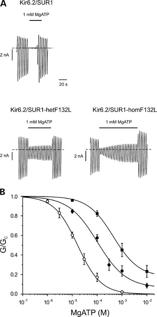 Figure 3. MgATP concentration–response relations. (A) KATP currents recorded in inside-out patches excised from oocytes coexpressing Kir6.2 and either SUR1 or SUR1-F132L (Kir6.2/SUR1-homF132L) or both SUR1 and SUR1-F132L (Kir6.2/SUR1-hetF132L). Currents were recorded in response to successive voltage ramps from −110 to 100 mV in an inside-out patch. The dashed line indicates the zero current level. Currents were recorded in the presence of 2 mmol/l Mg2+. (B) Mean relationship between [ATP] and KATP conductance (G), expressed relative to the conductance in the absence of nucleotide (Gc) for Kir6.2/SUR1 (open circles, n=6), and heterozygous (solid circles, n=6) or homomeric (solid squares, n=7) Kir6.2/SUR1-F132L channels. Currents were recorded in the presence of 2 mmol/l Mg2+. The smooth curves are the best fit of Eq. (1) to the mean data. For wild-type channels, IC50=16 µmol/l, h=0.93 and a=0. For hetF132L, IC50=102 µmol/l, h=0.75 and a=0.06. For homF132L, IC50=448 µmol/l, h=0.85 and a=0.18.