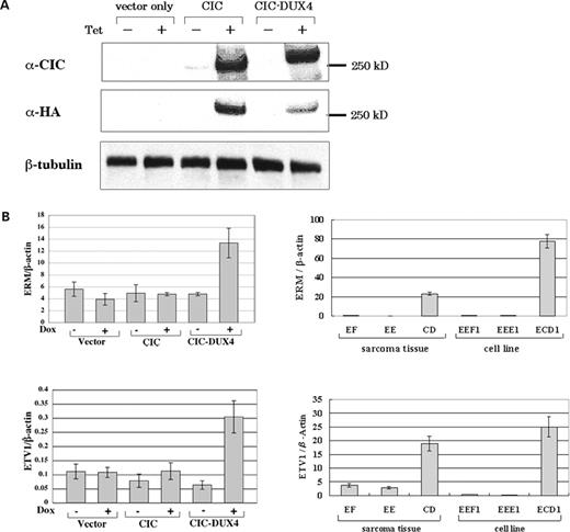Up-regulation of PEA3 family genes by CIC–DUX4. (A) Tet-induced expression of the wild-type CIC and CIC–DUX4 proteins was detected by immunoblotting with anti-CIC serum or anti-HA. The presence of Doxycyclin is indicated by Dox+. (B) Quantitative RT–PCR. Left. Enhanced ERM (top) and ETV1 (bottom) expression achieved by tet-induced CIC–DUX4 expression is shown. Right. Up-regulation of ERM (top) and ETV1 (bottom) in the original sarcoma samples or the cell line of t(4;19) Ewing's sarcoma. EF and EEF1, Ewing's sarcoma with the EWS–FLI1 fusion; EE and EEE1, Ewing's sarcoma with the EWS–ERG fusion; CD, the t(4;19) case 1; ECD1, a cell line derived from the t(4;19) case 2. The mean expression ratios normalized against β-actin of three independent experiments are shown. Standard deviations are indicated as error bars.