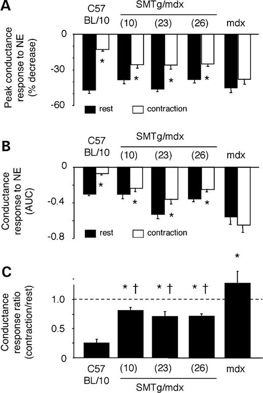  Comparison of NE-mediated vasoconstrictor responses in resting and contracting hindlimbs ( A and B ). Decreases in FVC evoked by NE in resting (black bars) and contracting (white bars) hindlimbs expressed as peak changes (A) or as integrated changes (B). * P <0.05 versus rest; AUC, area under the curve. ( C ) The degree of attenuation of the NE-mediated vasoconstrictor responses (expressed as the ratio of the integrated decreases in vascular conductance evoked by NE in the contracting versus resting hindlimbs) was greatest in the C57BL/10 mice, least in the mdx mice and intermediate in the SMTg/mdx mice. * P <0.05 versus C57BL/10; †P <0.05 versus mdx; C57BL/10, n =9; SMTg/mdx (line 10), n =6; SMTg/mdx (line 23), n =11; SMTg/mdx (line 26), n =11; mdx, n =10. 
