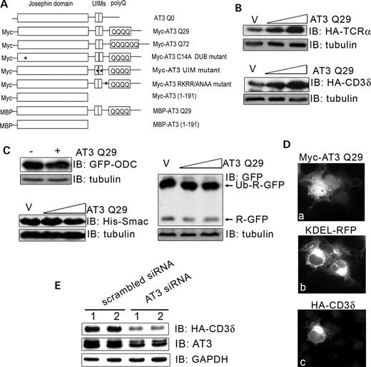 Ataxin-3 regulates cellular levels of ERAD substrates. (A) Constructs used in these studies; * represents inactivating mutations—either in the active site (C14A) or UIMs (L229/249A) or VCP-binding sequence (282RKRR/ANAA285). (B) HEK293T cells were co-transfected with an ERAD substrate, HA-TCRα or HA-CD3δ, and either vector (v) or wild-type AT3Q29 (0.4 or 0.8 µg); after 24 h, cells were processed and analyzed by immunoblots (IB) for HA-CD3δ, HA-TCRα or tubulin as a loading control. (C) Cells were transfected with AT3 and one of the following non-ERAD substrates: GFP-ODC (GFP containing the ornithine decarboxylase degron), Ubi-R-GFP (N-end rule substrate) or his-Smac (cytoplasmic protein) and processed for immunoblots. (D) The same field of Cos-7 cells transfected with myc-AT3, the ER marker, KDEL-RFP and HA-CD3δ; (a) anti-myc fluorescent staining; (b) RFP fluorescence; (c) anti-HA fluorescent staining. Note that CD3δ remains associated with the ER in the AT3-transfected cell. (E) Duplicate dishes of cells were co-transfected with HA-CD3δ and either scramble siRNA or siRNA against AT3; after 48 h, cells were processed and immunoblotted for endogenous AT3, HA-CD3δ or GAPDH as a loading control (in the AT3 blot, both proteins in the doublet represent AT3).