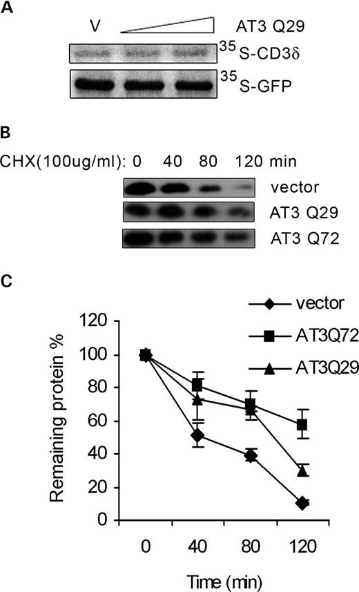AT3 decreases degradation of CD3δ. (A) HEK293T cells were transfected with HA-CD3δ or GFP and vector or AT3 and then metabolically labeled with 35S-Met/Cys for 30 min and CD3δ or GFP immunoprecipitated. Samples were electrophoresed on an SDS–PAGE gel and exposed to a phosphoimager plate; AT3 did not affect the amount of either protein translated during the 30 min period. (B) Cells were co-transfected with CD3δ and either vector, AT3Q29 or AT3Q72 for 24 h and then treated with 100 µg/ml cycloheximide (CHX) to block protein synthesis. At the indicated times following CHX treatment, cells were harvested, processed and immunoblotted for HA-CD3δ. AT3 increases the level of CD3δ; therefore, to have similar levels of CD3δ for each condition, the percentage of cell lysates used for blots were the following: vector, 25%; AT3Q29, 16.67% and AT3Q72, 8.33%. (C) To quantitate data in (B) and two additional independent experiments, the ratio of CD3δ to GAPDH (as a loading control) was determined for each sample and time. Data represent the mean±SD of three experiments; P<0.05 for comparison of vector and AT3Q29 (80 and 120 min) or AT3Q72 (40, 80 and 120 min); P<0.05 for AT3Q29 compared with AT3Q72 at 120 min.