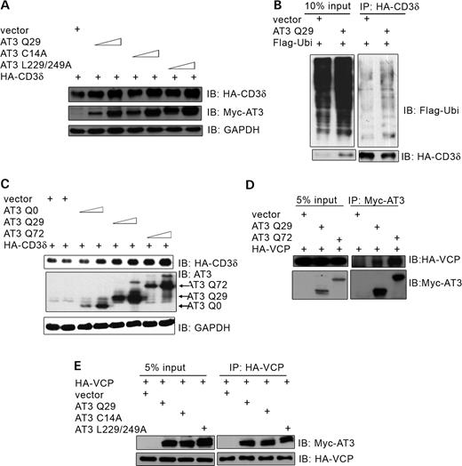 Effect of the active site, UIMs and polyglutamine tract of AT3 on accumulation of CD3δ and binding to VCP. (A) HEK293T cells were co-transfected with HA-CD3δ and either vector, AT3Q29, AT3C14A (active site mutant) or AT3L229/249A (UIM mutant that does not bind ubiquitin) and immunoblots processed for HA-CD3δ, myc-AT3 or GAPDH (control). (B) HA-CD3δ, Flag-ubiquitin and either AT3Q29 or vector control were transfected into cells, and HA-CD3δ immunoprecipitated and immunoblotted for Flag-ubiquitin. (C) Cells were transfected with HA-CD3δ and vector or AT3 containing a polyglutamine tract with 0 (AT3Q0), 29 (AT3Q29) or 72 (AT3Q72) glutamines. Cells were collected, processed and immunoblotted for HA-CD3δ, AT3 or GAPDH (control). (D) Cells were co-transfected with HA-VCP and either vector, myc-AT3Q29 or myc-AT3Q72 and immunoprecipitated with anti-myc and blotted for HA-VCP or myc-AT3; more VCP interacts with pathological AT3 than wild-type AT3. (E) Cells were co-transfected with HA-VCP and either vector, AT3Q29, AT3C14A or AT3L229/249A. Following immunoprecipitation of HA-VCP, samples were processed and blotted for myc-AT3 or HA-VCP; wild-type AT3, AT3C14A and AT3L229/249A interact similarly with VCP.