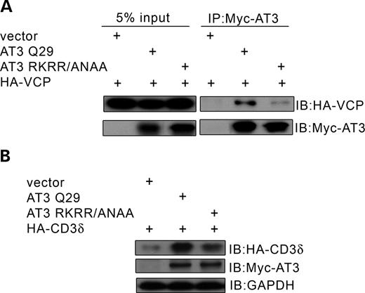 A mutation in AT3 that disrupts binding to VCP decreases accumulation of CD3δ. (A) HEK293T cells were co-transfected with HA-VCP and either vector, AT3Q29 or AT3RKRR/ANAA (mutation of the sequence that binds VCP); myc-AT3 was immunoprecipitated and blotted for HA-VCP or myc-AT3. Interaction of VCP with mutant AT3 is greatly decreased. (B) Cells were co-transfected with HA-CD3δ and either vector, AT3Q29 or AT3RKRR/ANAA and immunblots processed for HA-CD3δ, myc-AT3 or GAPDH (control). The mutation that decreases binding of AT3 to VCP also decreases accumulation of CD3δ.