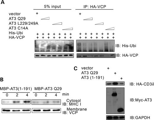 AT3 decreases binding of ubiquitylated proteins to VCP and impairs retrotranslocation of MHC I HC. (A) HEK293T cells were transfected with HA-VCP, His-ubiquitin and either vector, AT3Q29, AT3L229/249A or AT3C14A (0.3 or 0.5 µg). HA-VCP was immunoprecipitated and the amount of associated ubiquitylated proteins was determined by immunoblotting for his-ubiquitin. (B) Cytosol and microsome fractions from Daudi cells were prepared as described by Koopmann et al. (53), and retrotranslocation of MHC I HC was carried out according to the procedure of Albring et al. (39). Cytosol was incubated with MBP-AT3(1-191) or MBP-AT3Q29 in the presence of MG-132 for 2 h on ice, then 20 mm ATP was added and the cytosol warmed to 37°C, followed by adding pre-warmed microsomes from 5×106 cells. The mixture was incubated at 37°C for 0, 2 or 4 min and microsomes pelleted by centrifugation. The amount of MHC I HC retrotranslocated into the cytosol and endogenous VCP associated with microsomes was determined using immunoblots. (C) HEK293T cells were co-transfected with HA-CD3δ and either vector, AT3Q29 or AT3(1-191) and immunoblots processed for HA-CD3δ, myc-AT3 or GAPDH (control). AT3(1-191) does not increase accumulation of CD3δ.