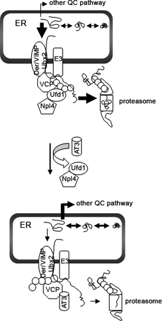 Model for AT3 regulation of the ERAD pathway. Through its interaction with VCP (and likely other proteins), AT3 may function as one of a number of proteins that monitor and regulate flow through the ERAD pathway as part of normal homeostasis. Upper panel. The VCP/Ufd1-Npl4 complex associates with ER proteins including Derlin-1/2, VIMP, Ubx proteins and E3 ligases (E3). An ER protein that does not fold properly is ubiquitylated while still associated with the ER: this allows the VCP/Ufd1-Npl4 complex to bind to it. VCP then extracts the ubiquitylated protein from the ER and through a series of steps delivers the ubiquitylated protein to the proteasome for degradation. In the absence of AT3, misfolded proteins are rapidly extracted from the ER and shuttled to the proteasome for degradation (indicated by bold arrows). Lower panel. Endogenous and transfected AT3 compete with Ufd1 for binding to VCP; displacing Ufd1 from VCP impairs its binding to ubiquitylated ERAD substrates and slows their extraction from the ER, which decreases delivery to proteasomes. In the presence of AT3, more proteins remain in the ER and may undergo additional cycles of folding or may be sorted into other quality control (QC) pathways.