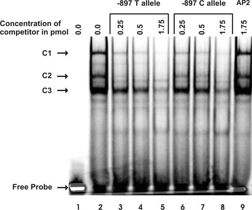 Electrophoretic mobility shift analysis investigating the −897 C/T polymorphism. Nuclear extract protein (5 µg) from the neuronal-like cell-line NT2 was incubated with radioactively labelled −897 T oligonucleotide probe alone (lane 2), or in the presence of an excess of unlabelled AP2 oligonucleotide as a non-specific displacer (lane 9), or with increasing amounts of unlabelled −897 T (lanes 3–5) or −897 C (lanes 6–8) oligonucleotides. Probe incubated in the absence of nuclear protein is shown in lane 1. Samples were loaded on a 6% native acrylamide gel. The positions of the complexes C1, C2 and C3 and that of the free probe are indicated by arrows.