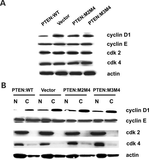Nuclear PTEN-induced cell cycle suppression is not dependent on cyclin-dependent kinases. (A) MCF-7 Tet-Off cells were stably transfected with plasmids encoding HA-pTre2hyg vector only (Vector), HA-PTEN:WT (PTEN:WT), HA-PTEN:NLSM2, M4 (PTEN:M2M4) and HA-PTEN:NLSM3, M4 (PTEN:M3M4). After a 48 h induction, in the absence of tetracycline, whole cell free extracts were prepared and examined by immunoblotting (IB) for PTEN, cyclin D1, cyclin E, cdk2, cdk4 and actin protein levels. (B) Nuclear (N) and cytoplasmic (C) fractions in the absence of tetracycline were prepared and examined as in (A). No differences in protein levels were noted whether expressed PTEN was WT or defective in nuclear localization.