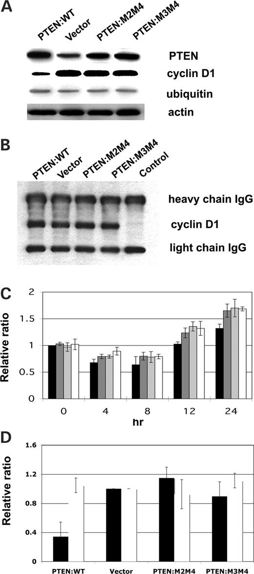 Nuclear PTEN down-regulates cyclin D1 transcription, but not degradation. (A) Whole cell extracts were prepared and examined by IB for PTEN, cyclin D1 and ubiquitin protein levels in the absence of tetracycline. (B) Whole cell extracts examined by immunoprecipitation for ubiquitin followed by immunoblot by cyclin D1. Note no difference in the Ub-immunoprecipitated cyclin D1 levels irrespective of whether PTEN enters the nucleus. (C) All four cell lines [WT:PTEN (black), vector only (dark gray), PTEN:M2M4 (light gray) and PTEN:M3M4 (white)] were synchronized and allowed to re-enter the cell cycle for the indicated periods of time in the absence (−) of tetracycline to induce PTEN expression. Total RNA was collected and examined for cyclin D1 expression by RT-PCR as detailed in Materials and Methods. Cyclin D1 transcript levels begin to decrease at 12 h with marked decreases obvious at 24 h. (D) All four cell lines were transiently transfected with cyclin D1 full-length promoter (filled square) or vector control (open square) with fresh medium added for the 24 h of time in the absence (−) of tetracycline to induce PTEN expression. Promoter activity was analyzed with the dual luciferase promoter activity assay system. Data were quantified and normalized to the vector control. Experiments in (A and B) were each performed three times, and the experiment in (C) was performed twice, all with identical results. Columns, mean (n=3); bars, SD. Confirming RT–PCR data, WT PTEN was associated with marked reduction in cyclin D1 promoter activity.