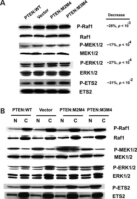 Nuclear PTEN down-regulates the phosphorylation of MEK and ERKs. (A) Whole cell extracts in the absence of tetracycline (with PTEN induction) were prepared as described in Materials and Methods. Raf, P-Raf, P-MEK1/2, MEk1/2, P-ERK1/2, ERK1/2, P-ETS2, ETS2 and actin protein levels were examined. (B) Nuclear (N) and cytoplasmic (C) fractions in the absence of tetracycline were prepared and examined as in (A). Note that nuclear PTEN down-regulates the phosphorylation of MEK and ERKs.