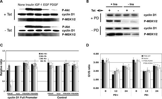 ERK1/2 pathway regulates nuclear PTEN-mediated cell cycle arrest by cyclin D1 transcriptional regulation. (A) PTEN:WT cell lines were synchronized and allowed to re-enter the cell cycle for 24 h in the absence (−) and presence (+) of tetracycline. After induction of PTEN, insulin (10 µg/ml), IGF-1 (50 ng/ml), EGF (50 ng/ml) and PDGF (50 ng/ml) were added for 30 min and whole cell extracts prepared and examined by immunoblot for levels of cyclin D1, P-Akt, P-MEK1/2 and actin. (B) PTEN:WT cell lines were synchronized and allowed to re-enter the cell cycle for 24 h in the absence (−) or presence (+) of tetracycline with (+PD)/without (−PD) 50 µm PD980059. After induction of PTEN, insulin (10 µg/ml) was added (+Ins)/not (−Ins) for 30 min and whole cell extracts prepared and examined by immunoblot for cyclin D1, P-MEK1/2 and actin protein levels. Insulin treatment of cells in the presence of the MAPK inhibitor PD980059 significantly retarded cyclin D1 protein levels. (C) All four cell lines (PTEN:WT, Vector, PTEN:M2M4, PTEN:M3M4) were synchronized, were transiently transfected with cyclin D1 full-length promoter or vector control and allowed to re-enter the cell cycle for 24 h in the absence (−) of tetracycline to induce PTEN expression and treated with insulin (+Ins, −Ins) and PD980059 (+PD, −PD). Promoter activity was analyzed with the dual luciferase promoter activity assay system. Data were collected and normalized to the vector control. The PTEN over-expressing cells showed the lowest cyclin D1 promoter activity in the presence of PD980095 and insulin. (D) Equal numbers of cells (∼2×105) were plated in six-well plates. All four cell lines were synchronized and allowed to re-enter the cell cycle for 24 h in the absence (−) or presence (+) of tetracycline to induce (Tet−) PTEN expression in the absence (−PD) or presence (+PD) of PD980059. After treatment with insulin, equal numbers of cells were subjected to propidium iodide DNA staining for cell cycle analysis by fluorescence-activated cell sorting. Cells over-expressing WT PTEN and stimulated with insulin in the presence of PD980059 showed a decrease in the G0–G1 population. Columns, mean (n=3); bars, SD.