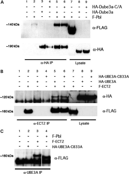 Dube3a/Pbl and UBE3A/ECT2 associate in human 293-T cells. (A) Co-immunoprecipitation of FLAG-Pbl (F-Pbl) with HA-Dube3a (top panel). As controls, human 293-T cells were transiently transfected with either an empty FLAG vector, F-Pbl, HA-Dube3a or the HA-Dube3a-C/A mutant (Lanes 1–4). Co-transfections with F-Pbl and the wild-type or mutant HA-Dube3a ligase (Lanes 5 and 6) were performed as described in the Materials and Methods The ∼140 kDa F-Pbl protein was only detected in lanes that contained both the Sepharose G beads and either HA-Dube3a or the HA-Dube3a-C833A mutant. A strong F-Pbl signal could also be detected in whole cell lysates prior to the addition of the beads, although the salt concentration and amount of protein loaded caused the Pbl band to migrate faster than the same protein in the IP lanes ∼140 kDa (Lane 7). The faint band observed in Lane 2 (F-Pbl alone) resulted from non-specific binding of the F-Pbl protein extract to the Sepharose G beads, which occurred even in the absence of α-HA antibody bound to the beads (data not shown). The membrane was stripped and re-probed with α-HA antibody (bottom panel). HA-Dube3a was detected at ∼190 kDa in Lanes 3, 5 and 8, whereas HA-Dube3a-C/A was detected in Lanes 4, 6 and 9. Once again, the HA-tagged proteins in the lysate (Lanes 8 and 9) migrated faster than the IP lanes because of a difference in salt concentration. (B) A similar series of IP experiments was performed using FLAG-tagged ECT2 (F-ECT2) and HA-tagged UBE3A as well as HA-UBE3A-C833A. The ∼120 kDa human HA-UBE3A or HA-UBE3A-C833A proteins were only detected following IP with α-Ect2 in samples in which F-ECT2 was also co-transfected (Lanes 5 and 6). HA-tagged UBE3A proteins in the lysate fractions (Lanes 8 and 9) migrated at the same apparent molecular weight as the IP-eluted UBE3A proteins due to supplementation with 0.5 m NaCl prior to electrophoresis. The membrane was stripped and re-probed with α-FLAG antibody (bottom panel). F-ECT2 was detected at ∼160 kDa in Lanes 2, 5, 6 and 7. (C) Because of high endogenous levels of UBE3A in 293-T cells, it was possible to IP transfected F-ECT2 or F-Pbl using an α-UBE3A antibody without the transfection of additional UBE3A. The ∼160 kDa F-ECT2 band (Lane 3) and ∼140 kDa F-Pbl protein (Lane 4) were detected by α-FLAG in eluates from an α-UBE3A IP column. Extracts transfected with UBE3A alone (Lane 2) or an empty FLAG vector served as controls (Lane 1).