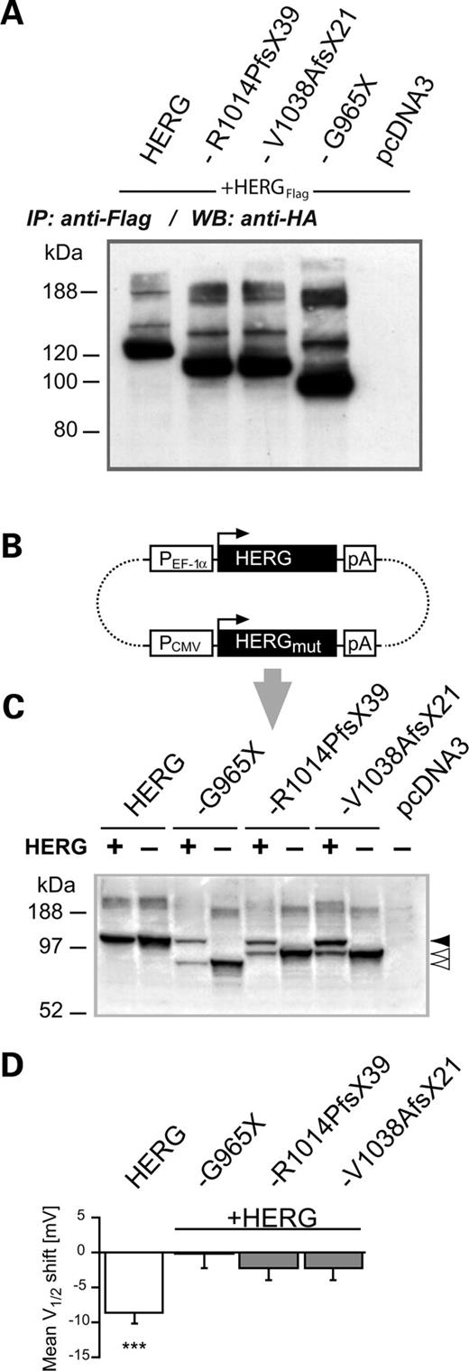 Co-expression of wild-type HERG with HERG-G965X, HERG-R1014PfsX39 or HERG-V1038AfsX21 in the absence or presence of 14-3-3ϵ. (A) Immunoprecipitation of Flag epitope-tagged wt HERG subunits co-expressed with HA epitope-tagged wild-type or mutant HERG subunits as indicated on top of each lane, followed by immunoblotting (WB) and detection with anti-HA antibodies, revealed that all mutant subunits formed heteromers with wt HERG subunits. (B) Diagram of a bicistronic expression construct used for co-expression experiments of wild-type and HERG mutants in the absence or presence of 14-3-3ϵ. Wild-type and mutant HERG cDNAs are located on the same plasmid (indicated with dotted lines), and initiation codons of open reading frames (ORFs) are indicated with horizontal arrows. Structural elements such as promoters (PCMV, PEF-1α) and polyadenylation signals (pA) are shown in open boxes. (C) WBs used to estimate relative abundance of wild-type and mutant HERG subunits in CHO cell homogenates obtained from cells transiently transfected with one of the bicistronic expression plasmids shown in (A) (lanes labeled with +). For comparison, CHO cell lysates from pcDNA3-driven transient expression of homomeric wild-type and mutant HERG subunits were included (lanes labeled by –). HERG protein was stained with antibody directed against the HERG N-terminus (see Materials and Methods). The arrows on the right indicate the position of the core-glycosylated forms of wild-type (filled arrow) or mutant (open arrows) HERG subunits. (D) Analysis of 14-3-3ϵ-induced V1/2 shifts in co-expression experiments of wild-type and mutant HERG subunits. The significant hyperpolarizing V1/2 shift observed for homomeric HERG channels (N=12) was not observed when mutant HERG subunits were present (N=7–8). Significance levels: ***P<0.001.