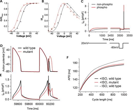 Analysis of the possible physiological role of the phosphorylation-induced V1/2 shift of HERG using voltage clamp and action potential simulations. Experimentally recorded (symbols) and simulated (lines) HERG channel kinetics. Red circles and red lines represent the phosphorylated HERG channel; black circles and black dashed lines represent the non-phosphorylated HERG channel. (A) Activation curves. (B) I–V relationship. The voltage clamp protocol is identical to that shown in Figure 3A. (C) The HERG model recapitulates the essential features of HERG channel gating (25,34). The voltage clamp protocol (lower panel) is as indicated: depolarization to +20 mV (from −80 mV) for 3.5 s, followed by repolarization to −80 mV for 20 ms and then by depolarization to +20 mV. (D) β-AR stimulation results in HERG phosphorylation and improved suppression of premature stimulation. Cells containing a mutant HERG channel that is not phosphorylated fail to suppress a premature beat. Cells containing the wild-type (black line) or the mutant (red line) HERG channels were paced at a fixed CL (500 ms) for 100 beats followed by a premature stimulus given after a very short diastolic interval to mimic an ectopic beat or phase-2 reentry (7.2 ms after 95% repolarization). In the wild-type cell, the phosphorylated HERG channel exhibits a large outward current in response to the premature stimulus and effectively suppresses the premature beat. In the mutant cell, the premature stimulus triggers a more substantial action potential. (E) The phosphorylated HERG current (black) rapidly repolarizes the membrane before Na+ and Ca2+ channels can be activated. In the mutant cell, phosphorylation is ablated and the HERG current (red) is too small to suppress the activation of depolarizing inward currents. (F) The effect of HERG phosphorylation on APD adaptation. Model cells containing the wild-type or the mutant HERG channels were paced at a fixed CL (ranging from 200 to 1000 ms) for 100 beats before or after β-AR stimulation (ISO). The APD of the 100th beat is recorded and plotted as a function of CL. Black line: wild-type cell paced after β-AR stimulation. Red line: mutant cell (no HERG phosphorylation, IKs and L-type Ca2+ channels are phosphorylated) paced after β-AR stimulation. Gray line: wild-type cell paced before β-AR stimulation.