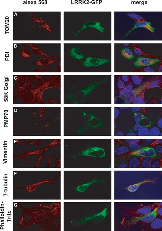 Figure 3. LRRK2-GFP localizes to mitochondria, endoplasmic reticulum, Golgi and the microtubular cytoskeleton. HEK293 expressing LRRK2-GFP (GFP fluorescence shown in the middle panel) were immunostained for (A) mitochondria (TOM20), (B) endoplasmic reticulum (PDI), (C) Golgi (58K Golgi), (D) peroxisomes (PMP70), (E) intermediate filaments (Vimentin), (F) microtubular cytoskeleton (β-tubulin) and (G) phalloidin–TRITC (actin cytoskeleton). The right panel depicts digitally merged images taken from the same micrograph section and merges red Alexa 568 staining (specific markers), green fluorescence GFP and nuclear staining with DAPI.