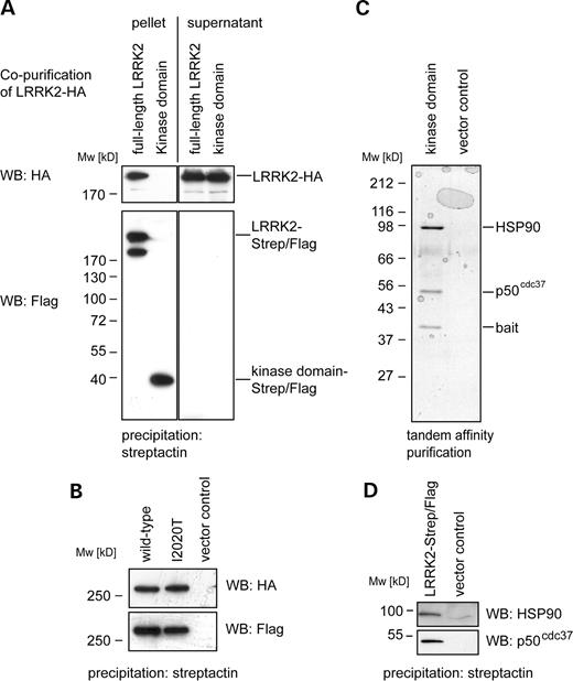 Figure 4. LRRK2 dimerizes and interacts with HSP90 and p50cdc37 (A) Co-purification of differently tagged LRRK2-constructs: HA-tagged full-length LRRK2 was tested for its ability to interact with two different Strep/Flag-tagged LRRK2 baits (a full-length and a kinase domain only construct). The constructs were co-expressed transiently in HEK293 cells prior to cell lysis and purification. The result of the co-purification of HA-tagged LRRK2 with the Strep/Flag-tagged baits is shown in the upper left panel (pellet). The co-precipitated HA-tagged LRRK2 was visualized by western blotting (3F10 anti-HA). Controls: In order to demonstrate equal expression of LRRK2-HA, a western blot (anti-HA) of the supernatants is shown (upper right panel). Equal loading of purified bait proteins was ensured by western blotting (anti-Flag, lower left panel). Purification efficiency of Strep/Flag-tagged baits was determined by Western blotting of the depleted supernatants: after their affinity binding to the beads, no detectable bait protein remained in the supernatants (lower right panel). (B) Both, Strep/Flag-tagged wild-type LRRK2 and I2020T mutant co-precipitate wild-type LRRK2-HA (upper panel). Equal expression of the Strep/Flag-tagged baits was confirmed by western blotting (lower panel). (C) TAP of Strep/Flag-tagged LRRK2 kinase domain and a vector control (expression of the Strep/Flag-tagged only) from transiently transfected HEK293 cells. After SDS–PAGE separation of the purified protein complexes and colloidal Coomassie staining, three protein bands were visible, identified by mass-spectrometry as bait (LRRK2 kinase domain, 39 kDa), p50cdc37 (50 kDa) and HSP90 (90 kDa). (D) Interaction of full-length LRRK2 with HSP90 and p50cdc37 was identified by western blotting.