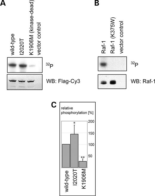 Figure 5. LRRK2 wild-type and the disease-associated mutant I2020T reveal kinase activity by autophosphorylation. (A) The Flag-tagged full-length wild-type LRRK2, a LRRK2-I2020T mutant or a kinase impaired (kinase-dead control) K1906M mutant were transiently expressed in HEK293 cells. LRRK2 variants affinity purified by IP with anti-Flag M2 agarose were directly subjected to the kinase assays. The purified protein samples were incubated with [γ-32P]-ATP for 1 h, subjected to SDS–PAGE and blotted onto PVDF membranes. Autoradiography from these blots was performed using a phosphoimaging system (upper panel): [γ-32P]-ATP incorporation can be observed for both the wild-type LRRK2 protein (first lane) and the I2020T mutant protein (second lane). The kinase-dead and the vector control are shown in the third and fourth lane, respectively. Equal protein input was controlled by staining the same blot with an anti-Flag antibody (lower panel). (B) Autophosphorylation of the MAPKKK Raf-1. Recombinant GST-Raf-1, a kinase-dead GST-Raf301 (K375W) and the empty vector were expressed in COS7 cells. Cells were starved overnight and stimulated with TPA (100 ng/ml, 20 min) prior to lysis. The purified GST-fusion proteins were subjected to the kinase assay. The autoradiogram is shown in the upper panel and the corresponding loading control, a western blot with an anti-Raf1 antibody, in the lower panel. (C) Quantification of phosphorylation levels of wild-type LRRK2, I2020T mutant and the K1906M kinase-dead control. Phosphorylation values were normalized to wild-type LRRK2 (100%). Differences were proved for their significance by a paired t-test. A 40% increase in phosphorylation level of I2020T mutant when compared with the wild-type LRRK2 was obtained with P<0.05. The observed phosphorylation of the kinase-dead control was <30% of the wild-type level (**P<0.005).