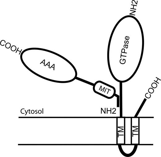 Figure 6. Cartoon diagram of interaction between spastin and atlastin. The region of atlastin responsible for binding to spastin lies N-terminal to the first TM. For spastin, the region responsible for binding to atlastin resides within the first 80 residues of the protein. This overlaps the region of the protein (residues 50–87) that is responsible for binding to microtubules, but is distinct from the MIT and AAA ATPase domains.