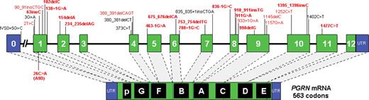 PGRN mutations identified in FTLD patients. Schematic representation of the PGRN gene and the mRNA encoding the PGRN protein, showing all PGRN mutations identified to date. Lettered boxes in the PGRN protein refer to the individual granulin repeats. Mutations are numbered relative to the largest PGRN transcript (GenBank accession number NM_002087 .2). Novel PGRN mutations identified in this study are shown in bold. All PGRN mutations that have been identified in the Mayo Clinic FTLD series are in red. 