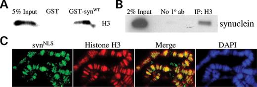  α-synuclein associates with histones in vitro and in vivo . ( A ) Purified GST and GST-synuclein proteins were incubated with histones extracted from SH-SY5Y cells. GST-synuclein directly interacts with histones, whereas GST does not. ( B ) Co-immunoprecipitation of histone H3 and endogenous α-synuclein from wild-type mouse brain. Nuclear extracts of SV129 mouse brain were immunoprecipitated with a polyclonal H3 antibody and probed for α-synuclein. ( C ) Polytene chromosomes were prepared from UAS - synNLS /+; da-GAL4 /+ flies and stained with DAPI and antibodies against α-synuclein and histone H3. syn NLS and histone H3 co-localize and closely mirror DAPI staining. 