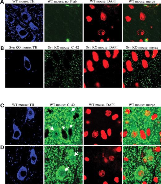  α-synuclein immunoreactivity in wild-type and α-synuclein knockout mouse brain. ( A ) Wild-type mouse brain immunostained for tyrosine hydroxylase (blue) to identify dopamine neurons and DAPI (red) to identify nuclei. α-synuclein antibody was not included as a control. ( B ) α-synuclein knockout mouse brain immunostained for tyrosine hydroxylase (blue), α-synuclein (green) and DAPI (red). α-synuclein antibody does not detect non-specific staining in the nucleus. ( C and D ) Wild-type mouse brain immunostained for tyrosine hydroxylase (blue), α-synuclein (green) and DAPI (red). Arrows point to dopaminergic neurons with nuclear α-synuclein staining. Arrowheads indicate cells with glial morphology lacking nuclear α-synuclein staining, further indicating the specificity of the immunostain. 