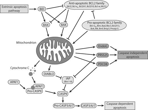 Schematization of the mammalian intrinsic apoptosis program.
