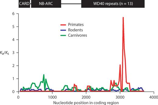 Sliding-window Ka / Ks analysis of APAF1 . Protein domains are schematized on the top of the graph. The pattern of non-synonymous substitutions is highly unlikely to be attributable to chance ( P <0.0001, see Material and Methods).