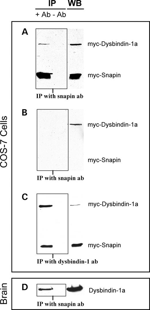Co-immunoprecipitation of dysbindin-1 and snapin. COS-7 cells were transiently transfected with expression constructs for both myc-dysbindin-1 and myc-snapin ( A and C ) or for myc-dysbindin-1 alone ( B ). Expression of the myc-tagged proteins was visualized with the c-myc antibody 9E10. ( A ) The snapin-pep antibody (Ab+ lane) immunoprecipitated myc-snapin and co-immunoprecipitated myc-dysbindin-1 in cells transfected with expression constructs for both proteins. A control experiment performed in the absence of the snapin antibody (Ab− lane) revealed that the immunoprecipitation (IP) is antibody specific. ( B ) In cells transfected only with the myc-dysbindin-1 expression construct, myc-dysbindin-1 was not immunoprecipitated by the snapin-pep antibody, confirming that it does not bind dysbindin-1 non-specifically. ( C ) The dysbindin-1 antibody PA3111A immunoprecipitates myc-dysbindin-1 and co-immunoprecipitates myc-snapin in the doubly transfected cells. ( D ) An endogenous protein complex was immunoprecipitated from whole CD1 mouse brains using the snapin-pep antibody. The antibody co-immunoprecipitated dysbindin-1a as detected with biotinylated-PA3111A. In the absence of the snapin antibody, no dysbindin-1a was detected in the immunoprecipitate despite high levels of the protein in whole mouse brain extracts revealed by western blotting (WB).