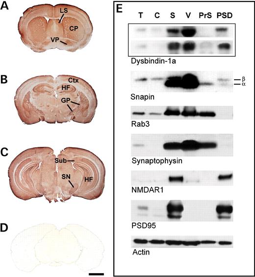 Dysbindin-1 distribution in DBA/2J mouse brain. ( A – C ) Immunohistochemical mapping of neuropil rich in dysbindin-1 visualized with antibody PA3111A. C–P, caudate-putamen complex; Ctx, cerebral cortex; GP, globus pallidus; LS, lateral septum; SN, substantia nigra; Sub, subiculum; VP, ventral pallidum. ( D ) Absence of immunoreactivity after preadsorption of PA3111A with excess of recombinant mouse full-length dysbindin. Scale bar for A–D=1 mm. ( E ) Western blotting of whole brain tissue fractions showing subcellular distribution of dysbindin-1a (with PA3111A in upper panel and NTm10A in lower panel), snapin α and β (with snapin-FPA), the pre-synaptic markers rab 3 and synaptophysin, the postsynaptic markers NMDAR1 and PSD-95, and actin loading control. Abbreviations for tissue fractions: T, total post-nuclear protein; C, cytosol; S, synaptosome; V, synaptic vesicle membrane; PrS, pre-synaptic membrane; and PSD, postsynaptic density.
