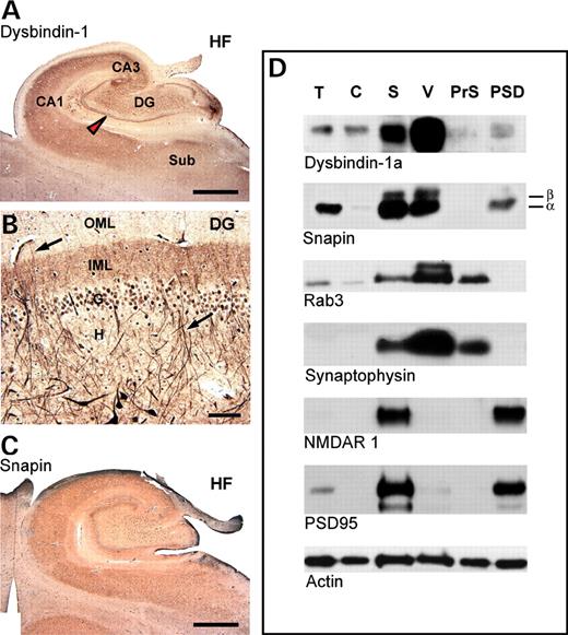 Dysbindin-1 and snapin distribution in human HF. ( A ) Dysbindin-1 immunoreactive neuropil in a 67-year-old female (PMI=5.5 h) visualized at low magnification with antibody PA3111A. Red arrow head points to dense neuropil band filling the DGiml. ( B ) Higher magnification view of dysbindin-1 immunoreactivity in human DG with the same antibody. G, H and OML are granule cell layer, hilus and outer molecular layer of the DG, respectively. ( C ) Snapin immunoreactive neuropil in a 76-year-old female (PMI=10 h) visualized with snapin-FLA. ( D ) Western blots of human HF tissue from a 73-year-old female (PMI=8 h) showing subcellular distribution of dysbindin-1a (with antibody Hdys746), snapin α and β (with snapin-FPA), pre- and post-synaptic markers, and actin loading control. CA1 and CA3, cornu ammonis fields of the hippocampus proper; Sub, subiculum. For other abbreviations, see Fig. 2 . Scale bar in A and C=2 mm and in B=50 µm.