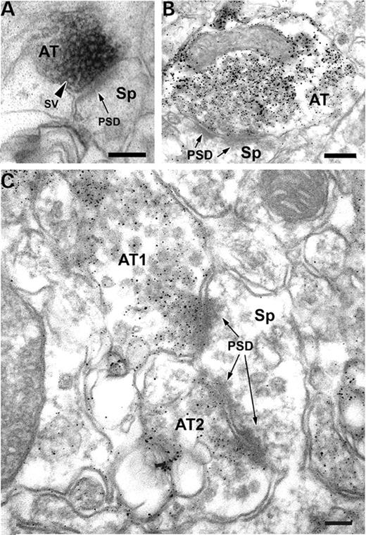 Presynaptic localization of dysbindin-1 in DGiml of macaque monkeys ( A ) and DBA/2J mice ( B and C ). ImmunoEM labeling with PA3111A was visualized with DAB reaction product enhanced with nickel in A and with silver–gold treatment in B and C. Virtually all labeling in DGiml was closely associated with synaptic vesicles (SV) in axon terminals (AT) on spines (Sp) with unlabeled PSDs. M, mitochondrion. Scale bars=200 nm.