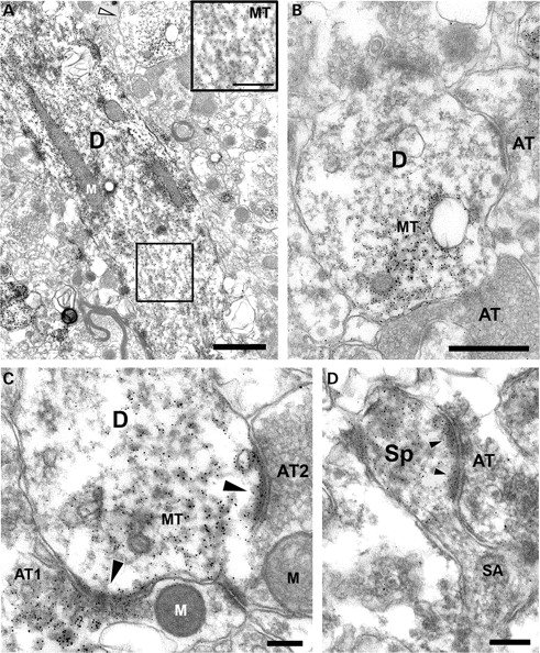 Postsynaptic and microtubule (MT) localization of dysbindin-1 at the core of the dentate hilus in the DBA/2J mouse. Immunolabeling with PA3111A was visualized with silver–gold treatment of DAB reaction product. The location of labeled PSDs is indicated by solid arrowheads. ( A ) A large, non-varicose dendrite (D) cut length-wise with heavy labeling of MTs and perhaps the outer membrane of mitochondria (M). A higher magnification view of the MT labeling in the boxed area is shown in the inset at the upper right. The hollow arrowhead points to a labeled dendrite cut transversely and shown at higher magnification in B ; note the selective labeling of MTs. ( C ) Another transversely cut dendrite with labeled MTs and PSDs opposite a labeled and an unlabeled axon terminal (AT1 and AT2, respectively). This dendrite may belong to an interneuron. ( D ) A large spine (Sp) with labeled MTs and PSD opposite an unlabeled AT. M, mitochondrion; SA, spine apparatus. Scale bar in A and B=500 nm; in C and D=200 nm.