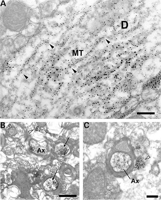 Microtubule localization of dysbindin-1 in CA1 stratum radiatum of DBA/2J mice. Immunolabeling with PA3111A was visualized with silver-gold treatment of DAB reaction product. ( A ) Detailed view of MT labeling in a longitudinally sectioned apical dendrite (D) of a CA1 pyramidal cell. Note that nearly all the fine and coarse labeling in the core of the dendrite lies on or immediately adjacent to the MTs, which is especially clear along the MTs identified by arrowheads. ( B ) Labeling of MTs in transversely cut axons (Ax) near CA2. The myelinated axons are indicated by arrows, while likely unmyelinated axons are indicated by hollow arrowheads. The boxed area is shown at higher magnification in C , which shows more clearly the association of label with microtubules in a myelinated axon. The structure to the left of that axon marked with a hollow arrowhead is probably an unmyelinated axon. Scale bar in A and C=100 nm; in B=500 nm.