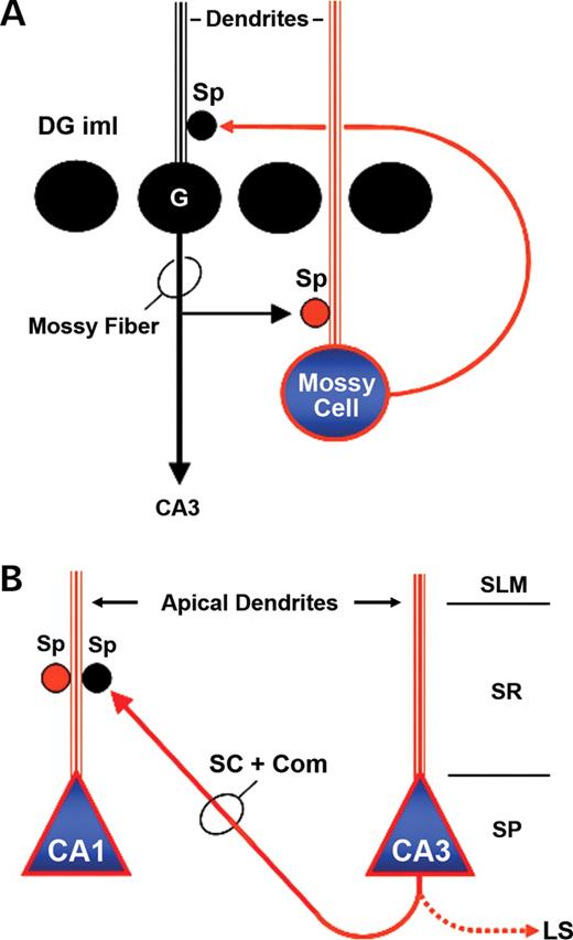 Likely localization of dysbindin-1 in two intrinsic circuits of the HF based on the current findings. Red indicates tissue elements containing or likely to contain the protein; black indicates those lacking the protein. ( A ) A feedback circuit from dentate mossy cells to dentate granule cells. The primary target of mossy cell axons are granule cell spines in the DGiml. Since dysbindin-1 is highly expressed in presumptive mossy cells and in numerous axospinous terminals in DGiml, the protein is likely to be in the mossy cell terminals in DGiml. ( B ) A feed-forward circuit from CA3 to CA1. CA3 pyramidal cell axons collateralize to innervate CA1, CA3, and the lateral septum (LS) bilaterally. The axon branches to the ipsilateral CA1 are known as Schaffer collaterals (SC); those to the contralateral hippocampus are known as commissural collaterals (Com). Since dysbindin-1 is highly expressed in CA3 pyramidal cells and is present in axospinous terminals of CA1, the protein is likely to be in axon collaterals of CA3 pyramidal cells, perhaps including those to the LS. For further explanation, see Discussion.
