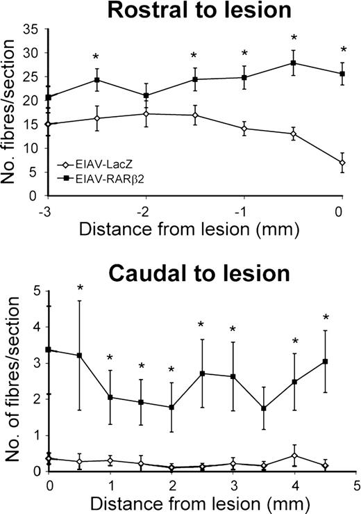 Quantification of labelled fibres in the CST after spinal cord lesion. EIAV-RARβ2-treated animals showed an increase in the number of BDA-labelled fibres in the CST rostral and caudal to the lesion when compared with the EIAV-LacZ-treated animals. In EIAV-LacZ animals, the number of labelled fibres in the CST decreased as the CST approached the lesion (14.1±1.5 per section at 1 mm), whereas in EIAV-RARβ2 animals, the number of labelled fibres in the CST did not decrease (24.8±2.4 per section at 1 mm from lesion). In the CST caudal to the lesion, few BDA-labelled fibres were observed in EIAV-LacZ animals (0.3±0.1 per section at 1 mm caudal to lesion), whereas, significantly, more fibres were detected in the EIAV-RARβ2 group (2.1±0.7 per section at 1 mm caudal to lesion; P<0.05, two-way RM ANOVA).
