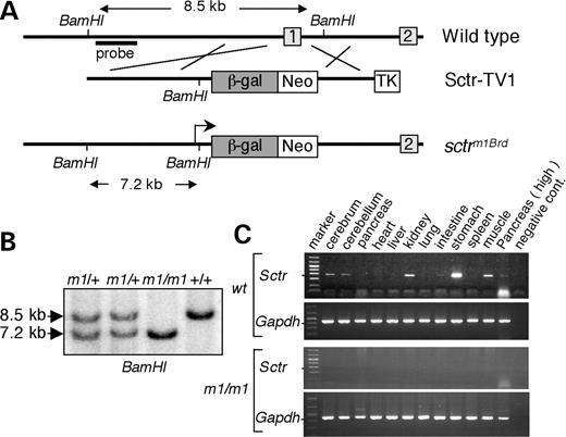 Generation of secretin receptor-deficient mice. (A) The targeting vector (Sctr-TV1) was designed to replace exon 1 of the secretin receptor with the lacZ reporter and a PGKneobpA selection marker. (B) Southern blot analysis distinguishes the secm1Brd and wild-type alleles. The BamHI restriction fragment length of the wild-type allele is 8.5 kb and m1 allele is 7.2 kb. (C) RT–PCR analysis of expression of secretin receptor in different tissues from secretin receptor-deficient mice and their wild-type littermates.