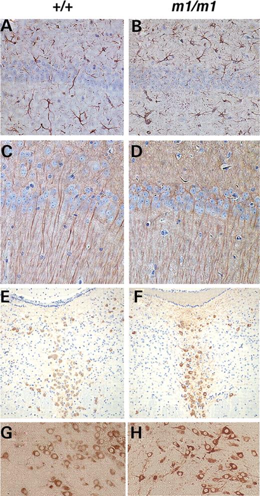 Neuronal and glial marker analysis in adult brain of secretin receptor-deficient mice. Similar expression patterns are observed in both secretin receptor-deficient and wild-type littermates detected by immuno-histochemistry using antibodies to (A and B) GFAP in the hippocampal region; (C and D) MAP2 in the hippocampal region; (E and F) tryptophan hydroxylase in the raphe nucleus; (G and H) tyrosine hydroxylase in the substantia nigra. (A, C, E and G) Wild-type littermates and (B, D, F and H) secretin receptor-deficient mice.