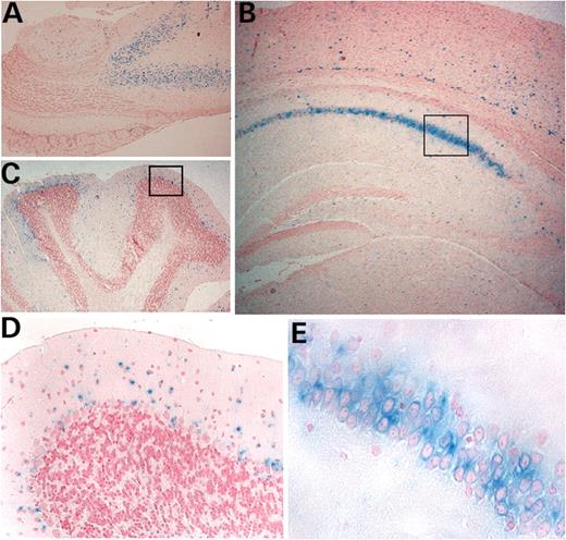 Secretin receptor expression in adult brain revealed by staining of the lacZ reporter. The expression pattern was not different between secretin receptor m1/+ and m1/m1 mice. Expressions in (A) anterior olfactory neuron, (B) hippocampal CA1 region and (C) cerebellum. (D) Enlargement of box area in (C). (E) Enlargement of box area in (B).
