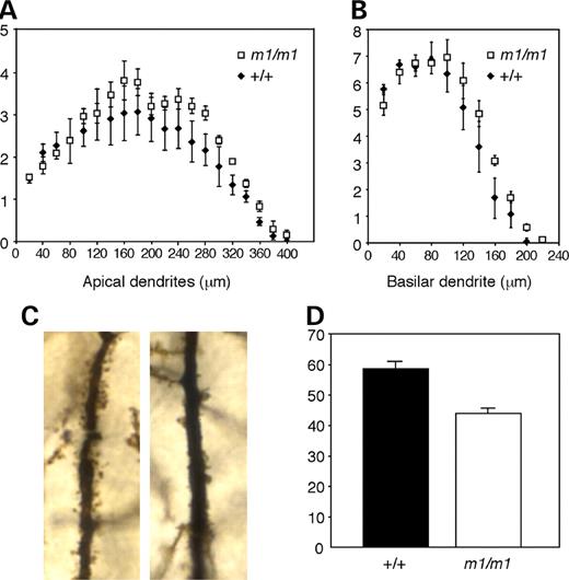 Reduced dendritic spine number in secretin receptor-deficient mice. The average number of apical (A)and basilar (B) dendritic branches of CA1 pyramidal neurons in mutant mice was similar to the number in wild-type mice. (C) Higher magnification images of apical dendrites in the CA1 pyramidal neurons revealed decreased spine density in the mutant (right) versus wild-type littermates (left). (D) The average number of dendritic spines on 100 µm of the first order apical dendritic branches in mutant mice was significantly reduced when compared with the average number of dendritic spines at similar sites in wild-type littermates (P<0.0001).