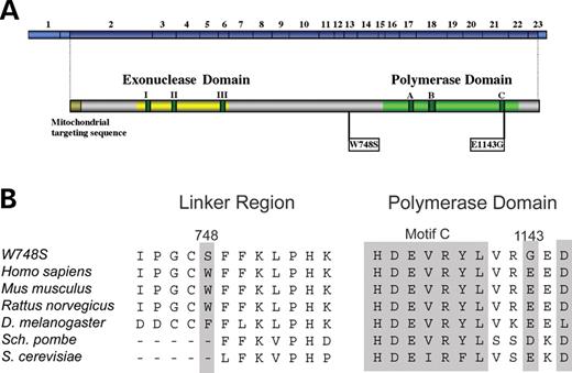 Schematic diagram of human pol γ. (A) Conserved amino acid motifs I, II and III in the exonuclease domain and motifs A, B and C in the polymerase domain flank the linker region of the human pol γ catalytic subunit. The relative positions of the 23 exons in POLG are shown together with the positions of the pathogenic W748S amino acid substitution within the linker region and the E1143G polymorphism within the polymerase domain. (B) Conservation of the W748 and E1143 amino acids across species.