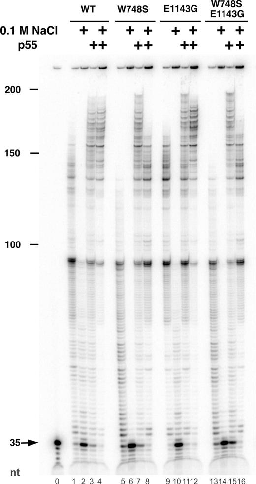 Processivity of WT and mutant p140 proteins on singly primed M13 DNA. Primer extension reactions were performed as described in the Materials and Methods section. Reactions contained 9.6 ng of the p55 accessory subunit (lanes 3, 4, 7, 8, 11, 12, 15, 16) and 12 ng of WT p140 Exo− (lanes 1–4), W748S p140 (lanes 5–8), E1143G p140 (lanes 9–12) or W748S-E1143G p140 (lanes 13–16). Activity was measured at 0 mm NaCl (odd numbered lanes) or 100 mm NaCl (even numbered lanes). Lane 0 had no enzyme. The position of the unextended 35mer primer is indicated by the arrow. Markers indicate the total length of extended primers (nt).