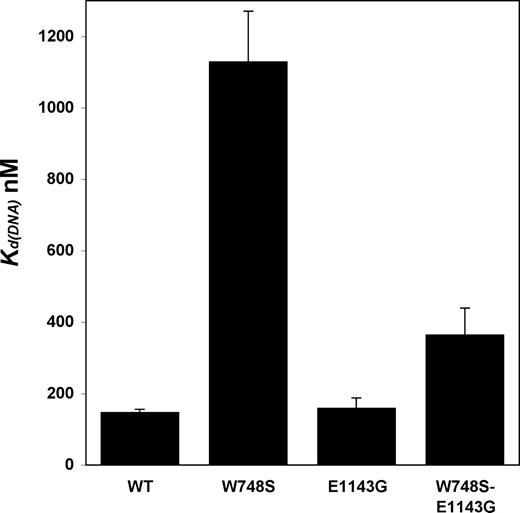WT and E1143G p140s have similar DNA-binding abilities, whereas W748S and W748S-E1143G p140s have much lower DNA-binding capabilities. Kd(DNA) values were estimated by electrophoretic mobility shift assay, as described in the Materials and Methods section. All values are the average of two independent determinations.