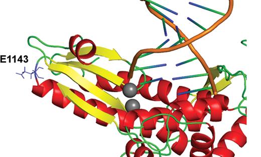 Glu1143 in the pol γ polymerase domain structural homology model. Note the position of E1143—at the turn between a β-strand (yellow) and α-helix (red). The two catalytic Mg2+ ions are colored gray and the DNA primer-template is shown in orange/blue/green. The Glu1143 side chain is exterior to the active site center (labeled).